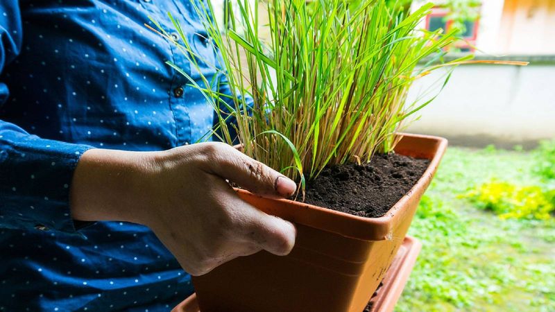 Full Sun Helps Lemongrass Grow Strong