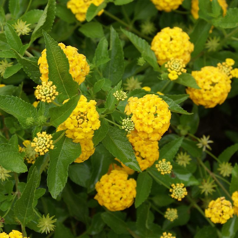 Full Sun Helps New Gold Lantana Bloom Better Full Sun Helps New Gold Lantana Bloom Better