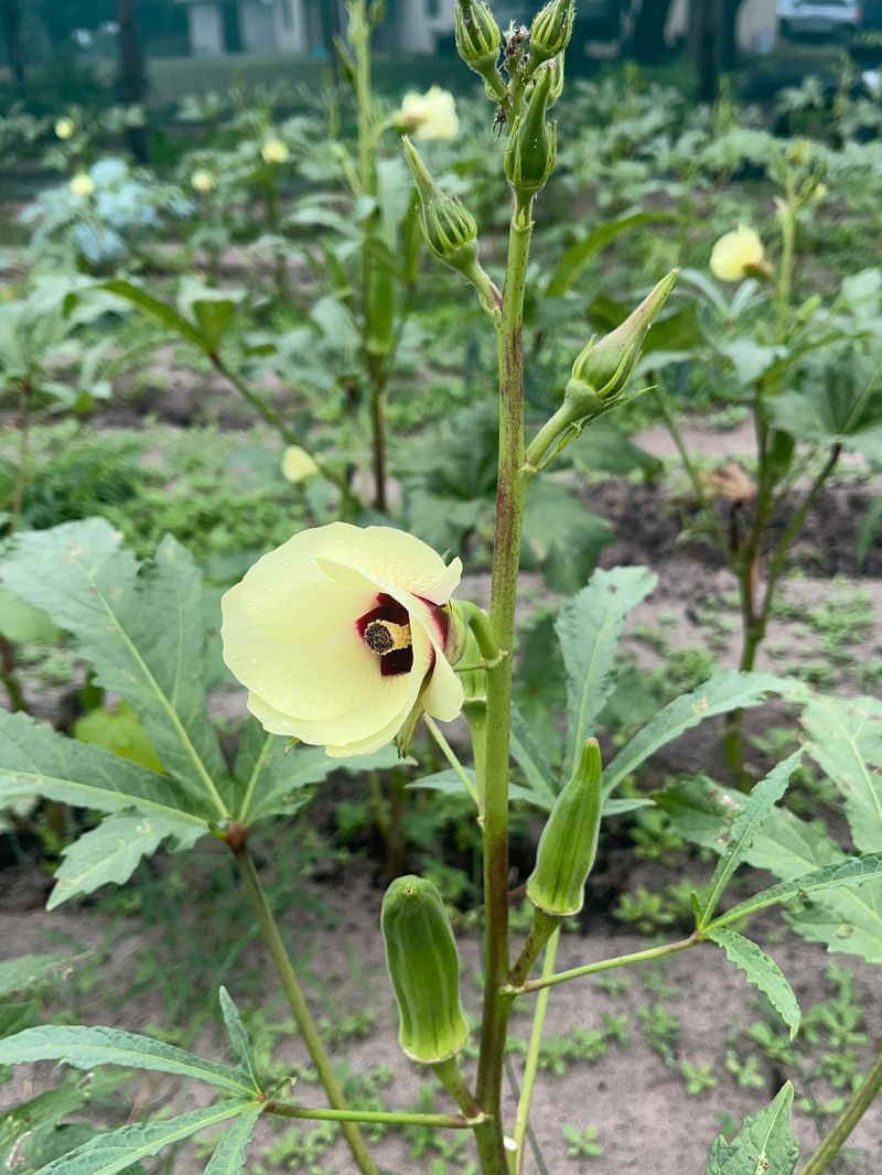 Full Sun Helps Okra Build Strong Stalks