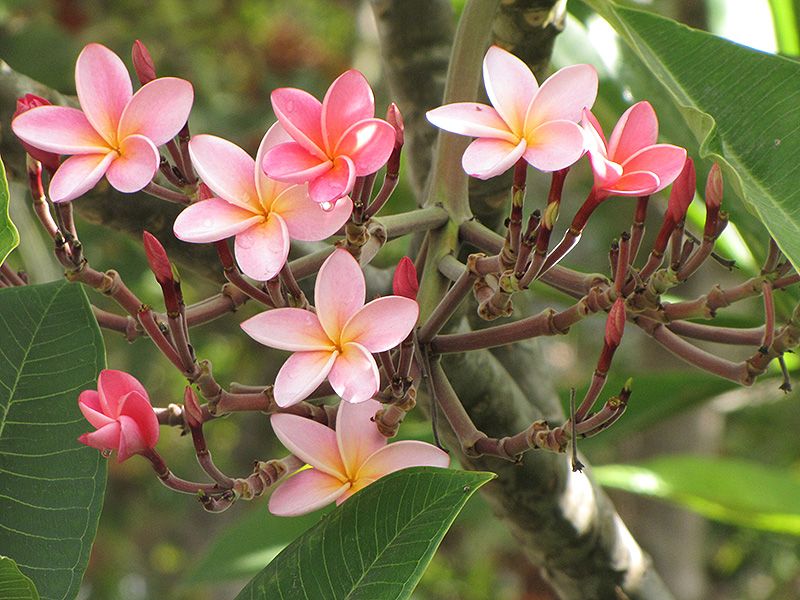 Full Sun Helps Plumeria Bloom Better Full Sun Helps Plumeria Bloom Better