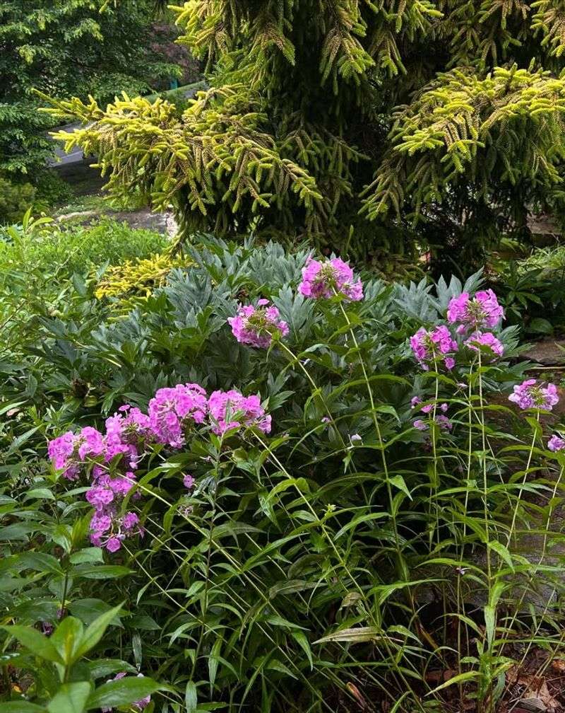 Full Sun Helps Summer Phlox Produce More Flowers
