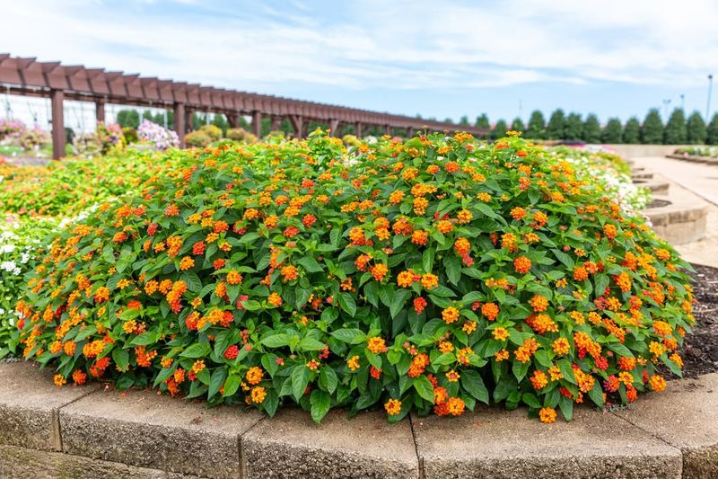 Full Sun Is The Real Secret Behind Nonstop Lantana Flowers