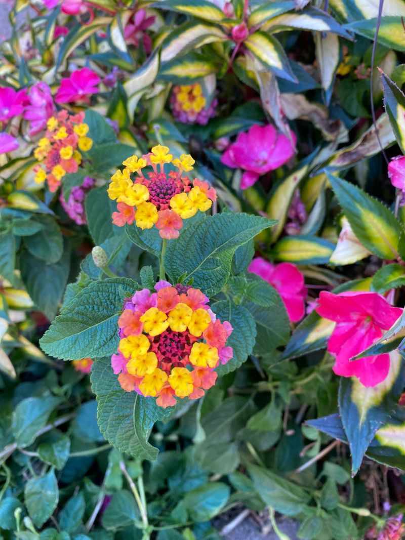 Full Sun Keeps Lantana Blooming Strongest
