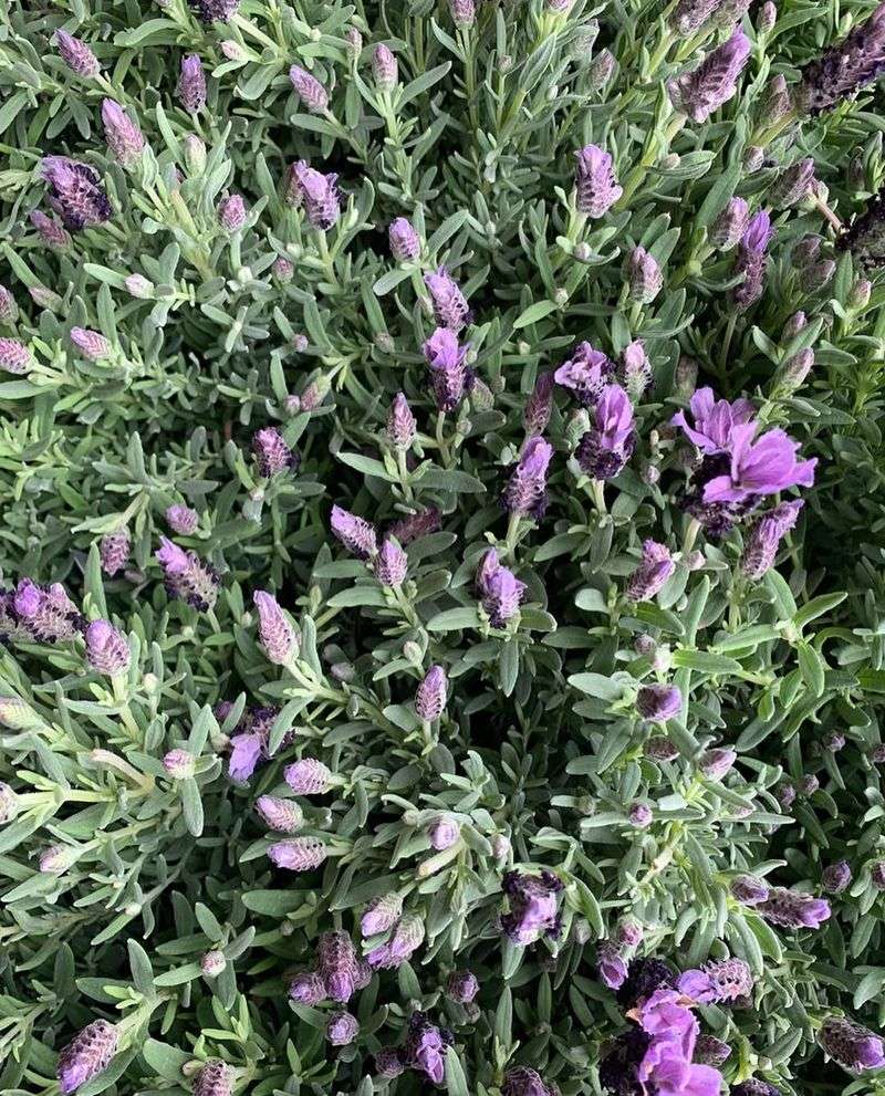 Full Sun Keeps Lavender Blooming Longer