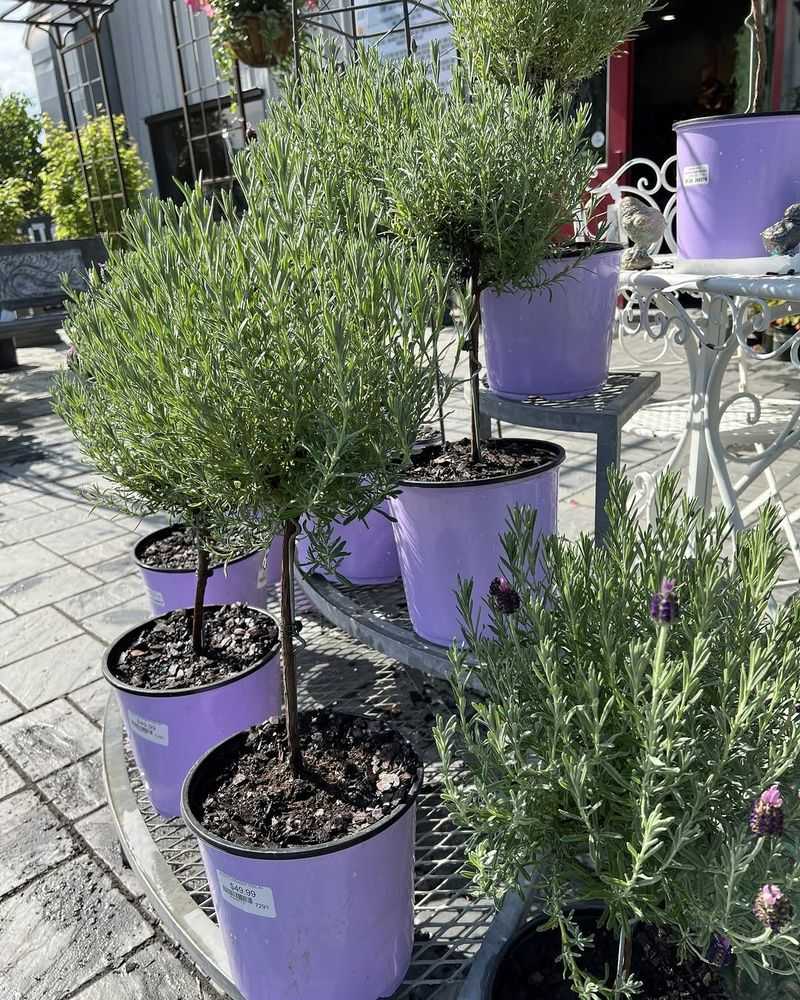 Full Sun Keeps Lavender Trees Dense And Healthy