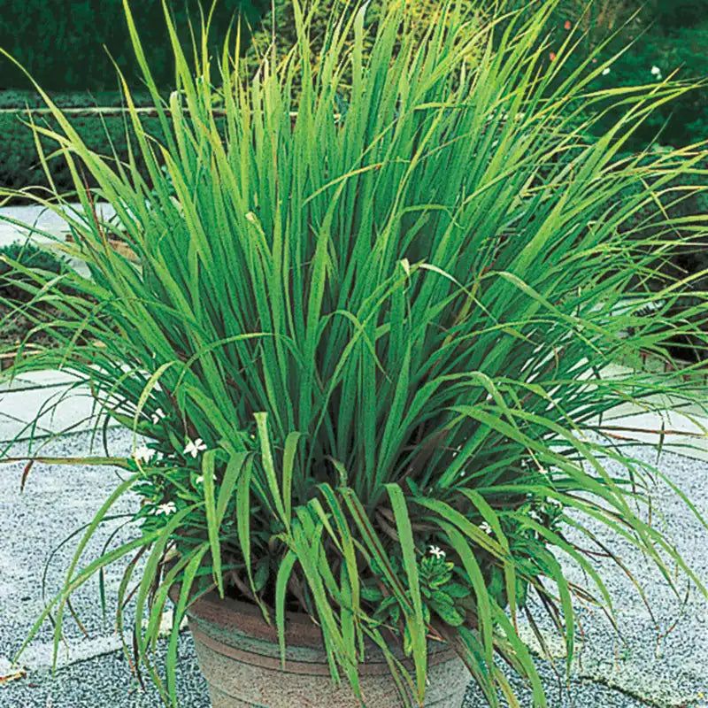 Full Sun Keeps Lemongrass Growing Thick And Healthy