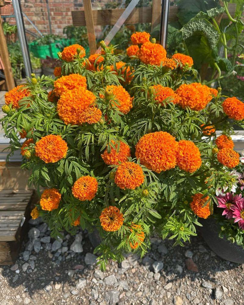 Full Sun Keeps Marigolds Blooming More Consistently