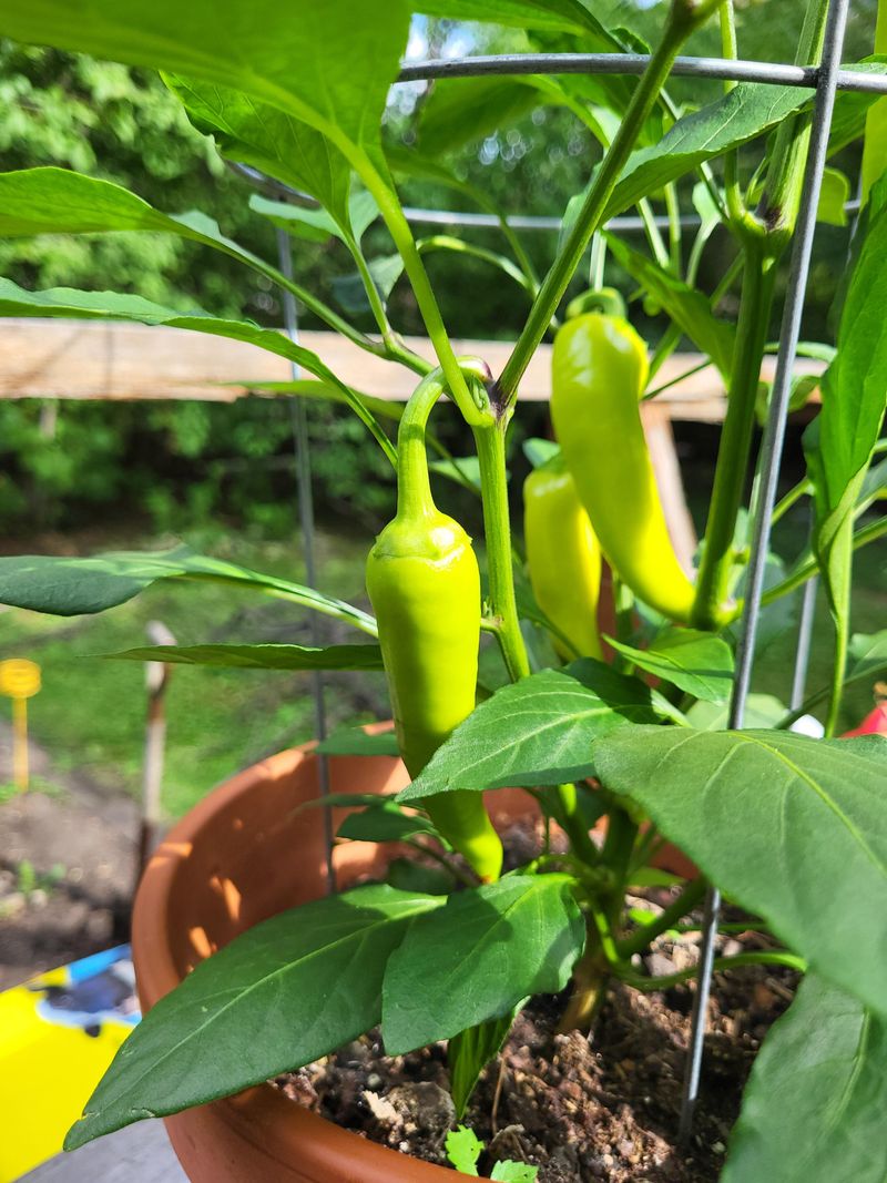 Full Sun Leads To Better Growth And Stronger Plants