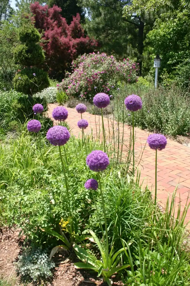 Full Sun Produces The Best Flowering