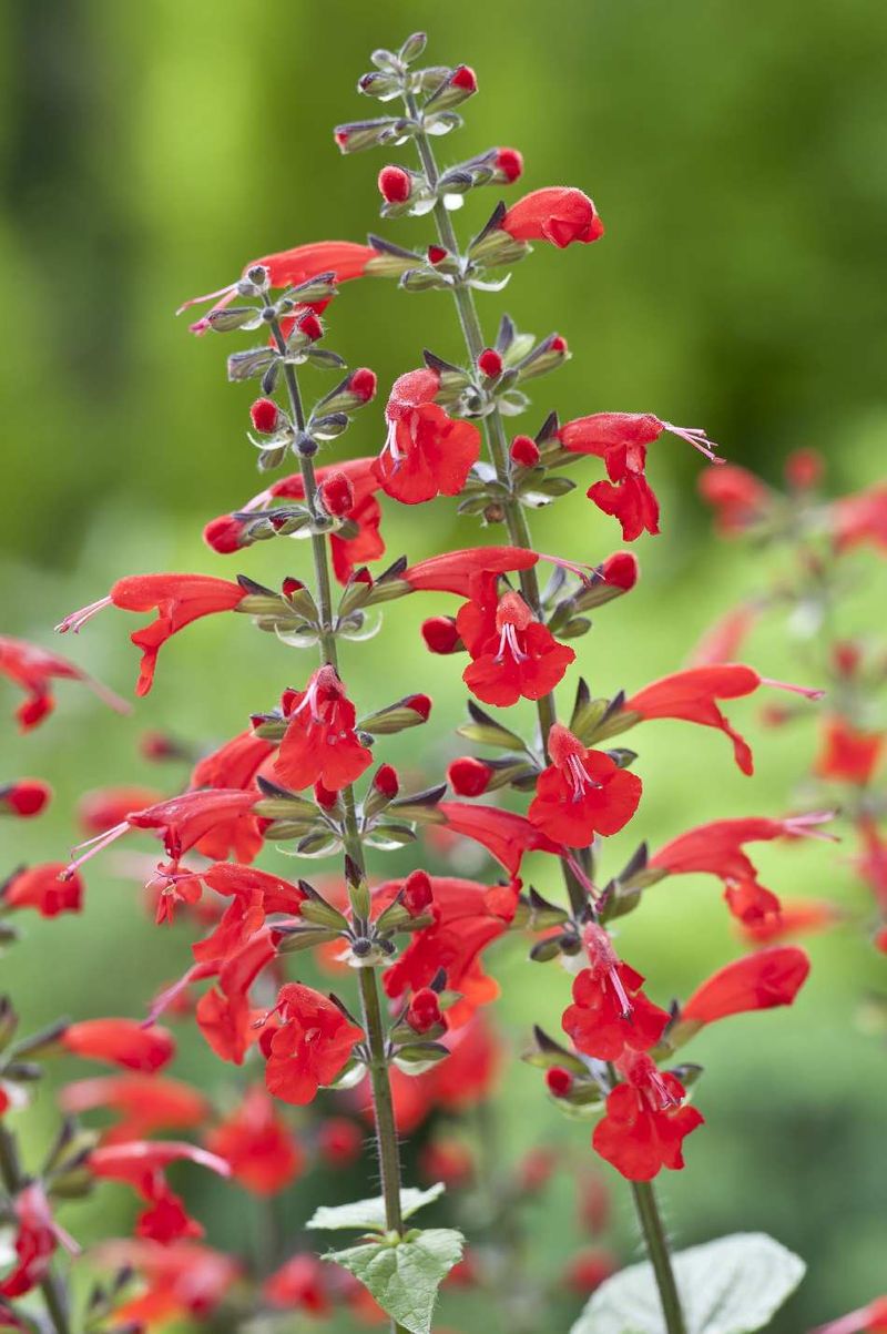 Fussy Annuals Cannot Match Its Staying Power