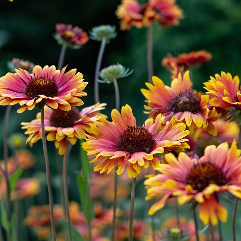 Gaillardia Brings Bold Color Through Hot Dry Weather