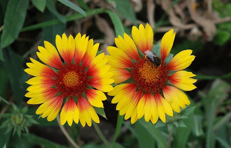 Gaillardia Brings Long-Season Color To Sunny Sandy Beds