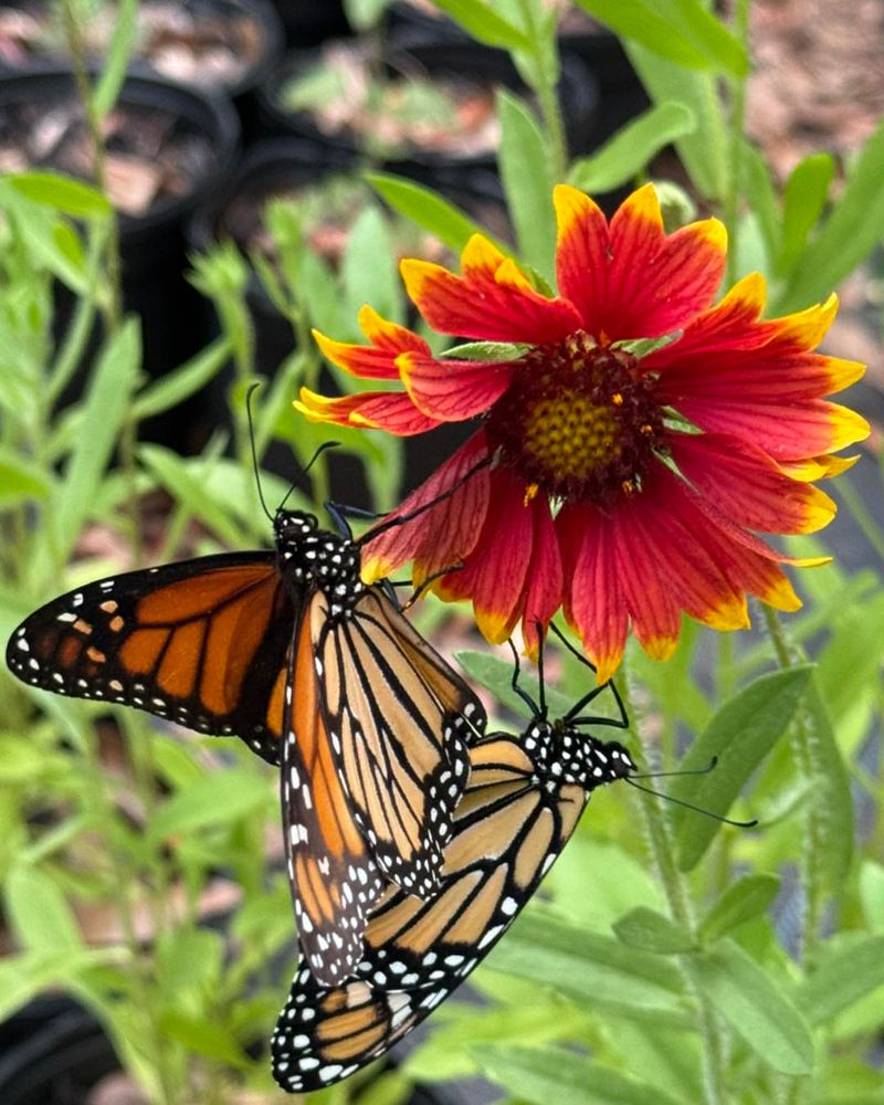 Gaillardia Handles Heat While Feeding Pollinators