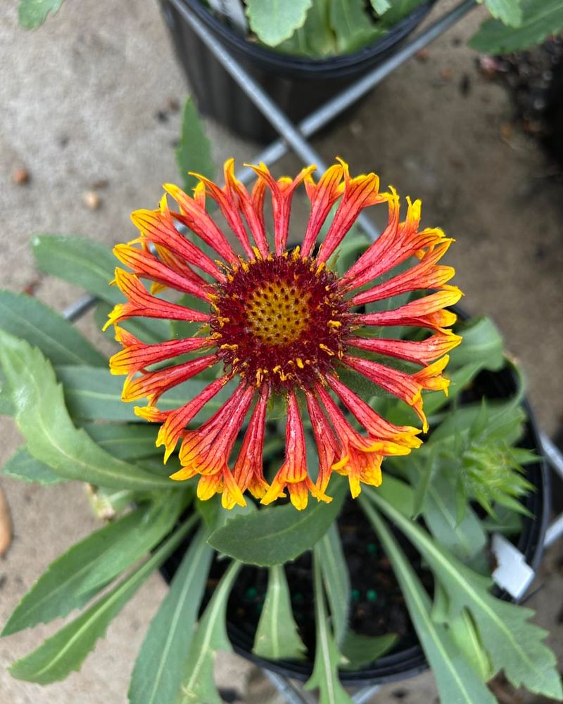 Gaillardia Handles Hot Containers Like A Champ