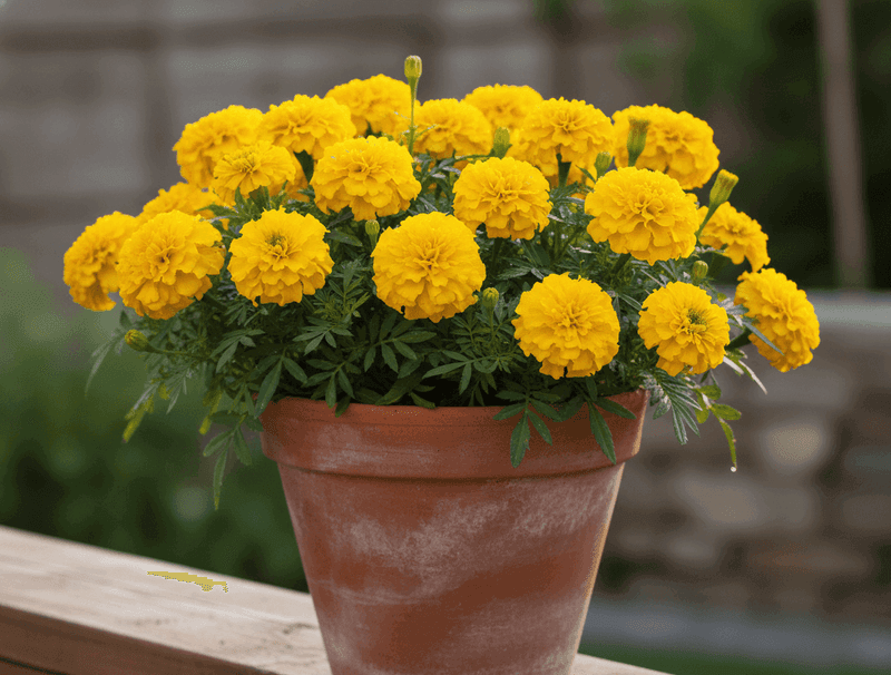 Marigold Stays Bright With Deadheading