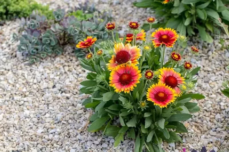 Gaillardia Stays Neater With Spent Blooms Removed