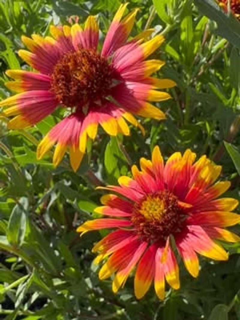Gaillardia Thrives In Heat With Continuous Flowers