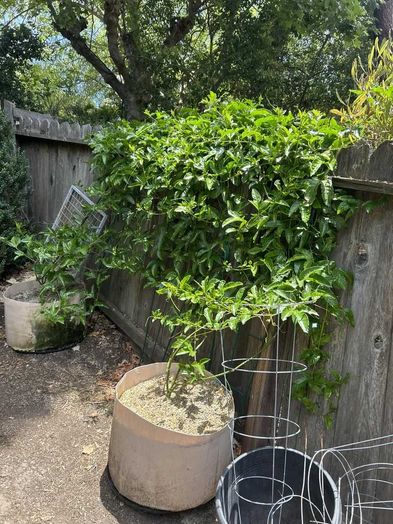 Garden Annie Apricot