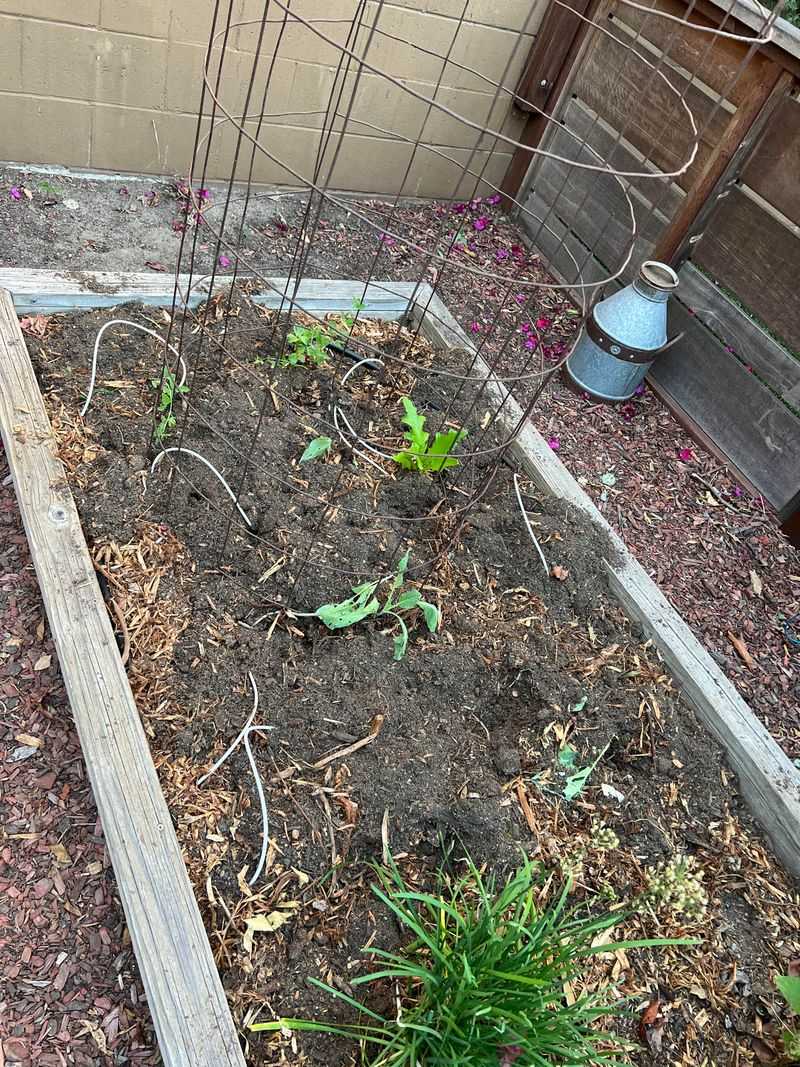Garden Beds Are Getting Torn Up Overnight Garden Beds Are Getting Torn Up Overnight