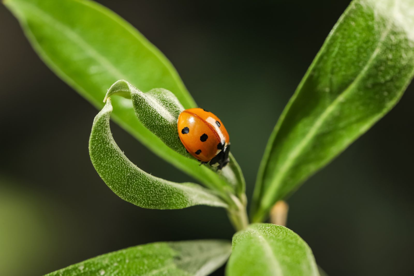 ladybug on plant