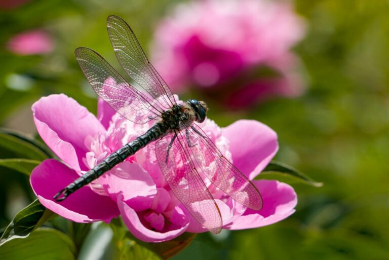 dragonfly on peony