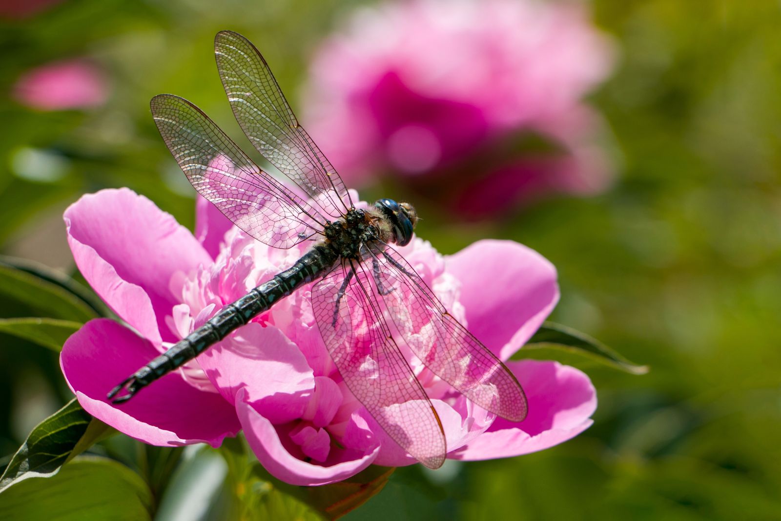 dragonfly on peony