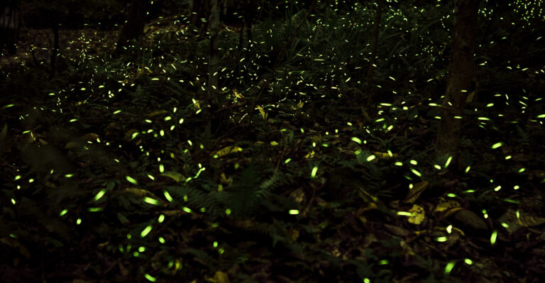 fireflies (featured image)