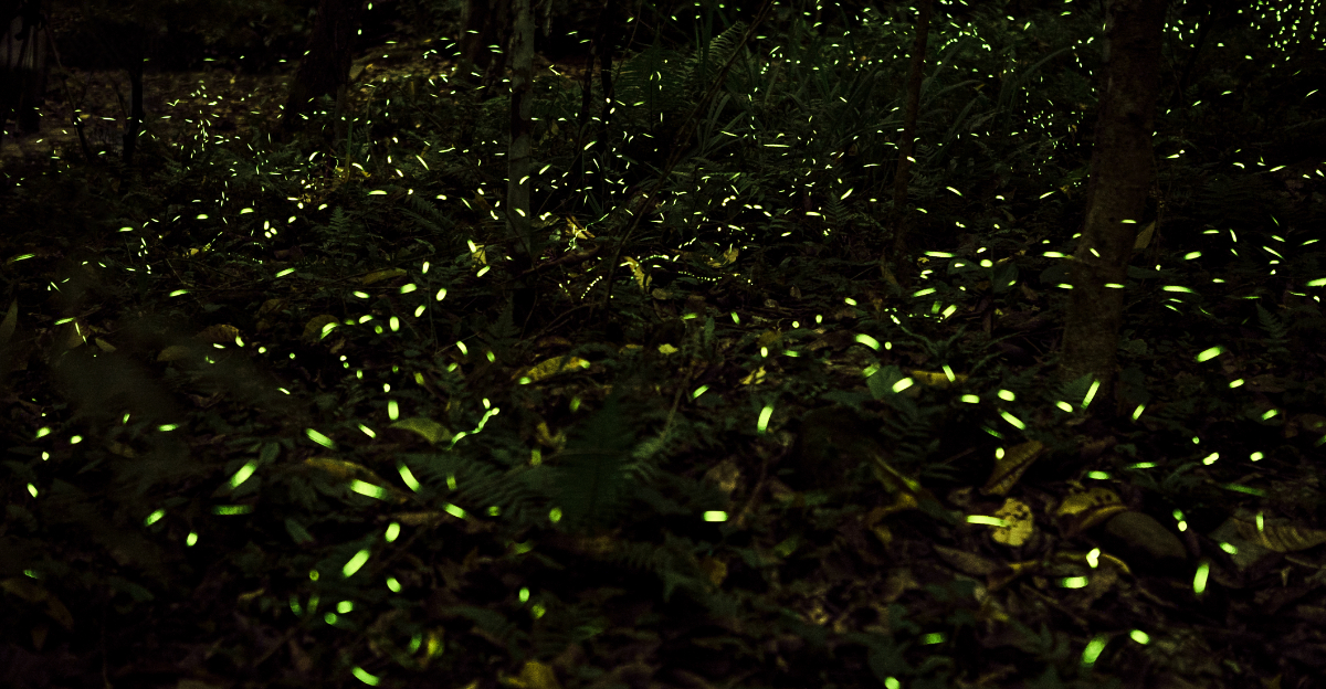 fireflies (featured image)