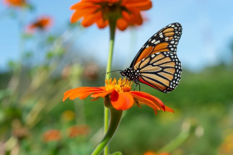 monarch butterfly on flower