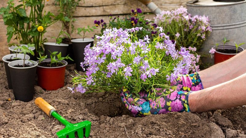 Garden Phlox Is Easier To Divide While Growth Is Still Small