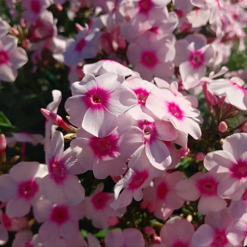 Garden Phlox Often Performs Better After Clumps Are Split