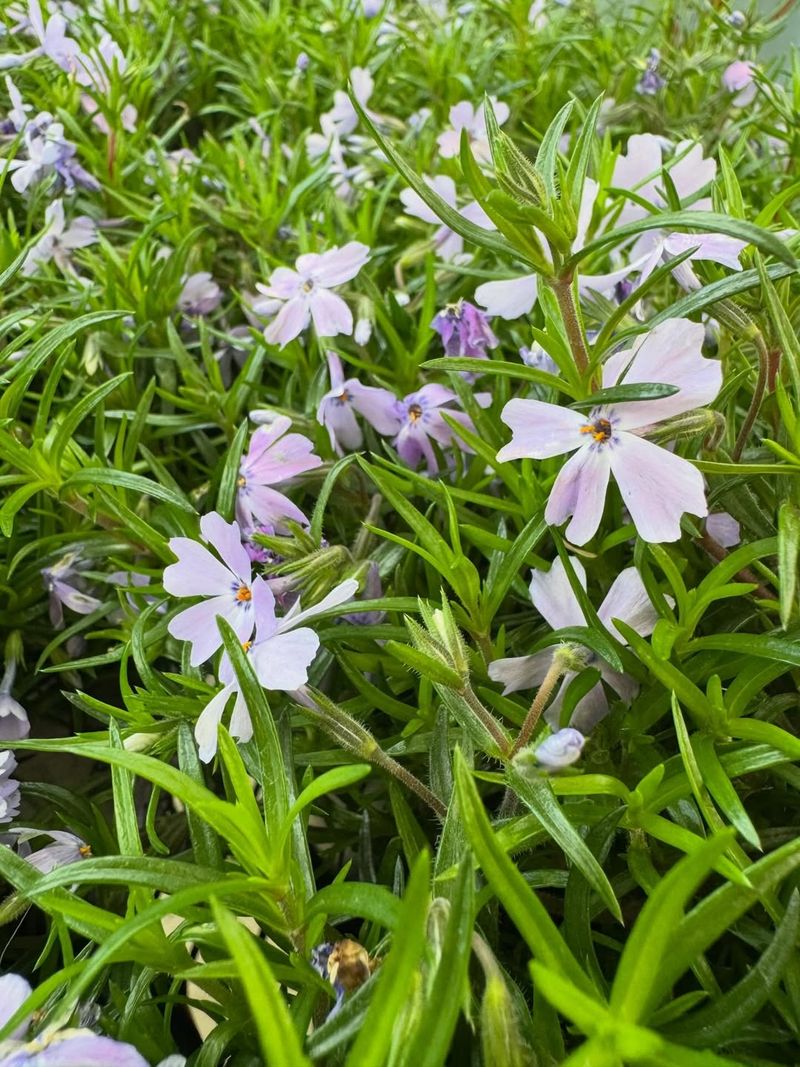 Garden Phlox (Phlox Paniculata)