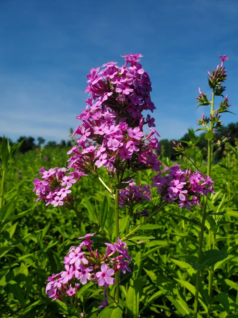 Garden Phlox (Phlox paniculata)