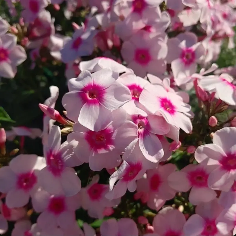 Garden Phlox (Phlox paniculata)