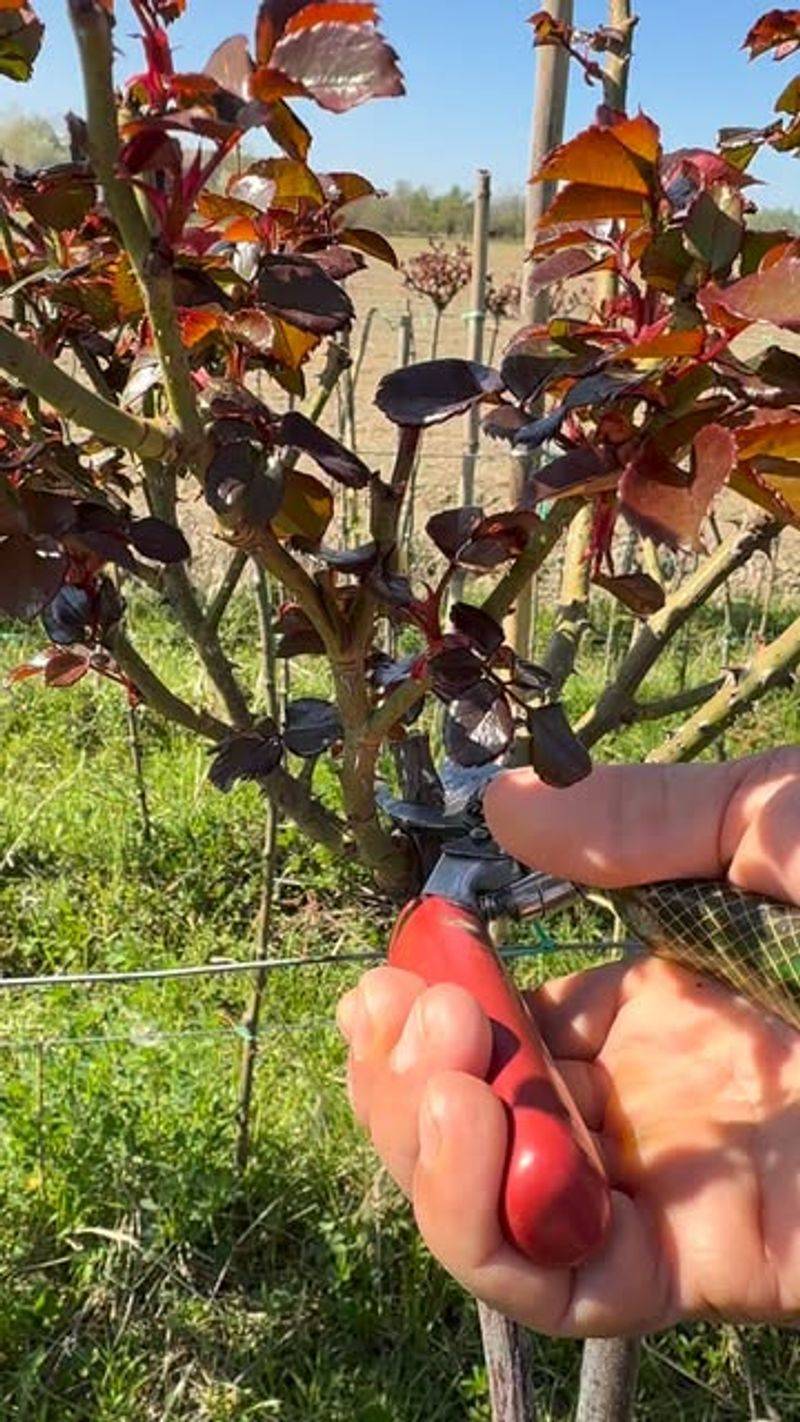 Gardeners Often Prune Roses At The Wrong Time Gardeners Often Prune Roses At The Wrong Time