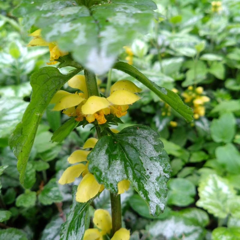 Gardeners Often Spread It While Cleaning Up Beds