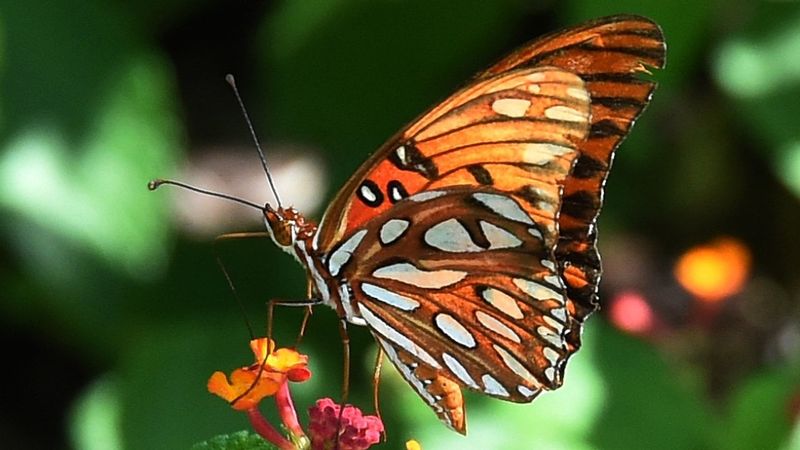 Gardeners Want Flowers That Give More Back