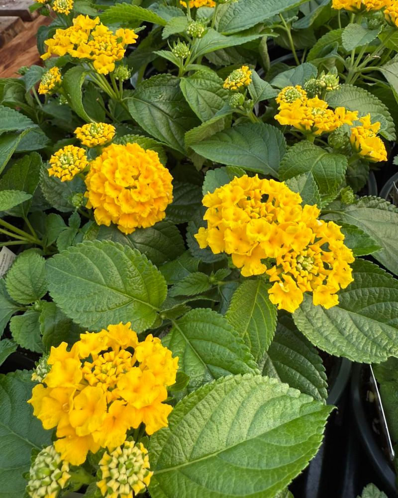 Gardeners Who Trim Lantana Lightly In Mid Summer Get A Second Flush Of Blooms