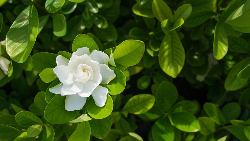 Gardenias