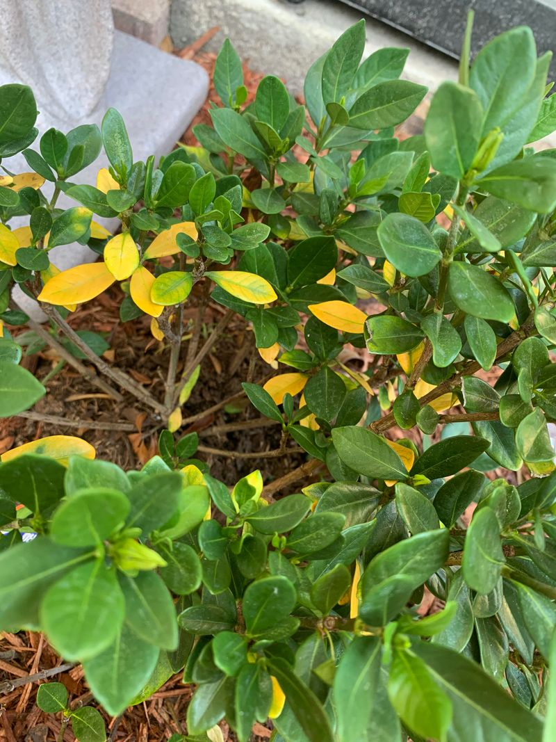 Gardenias Are Fussier Than Their Flowers Suggest