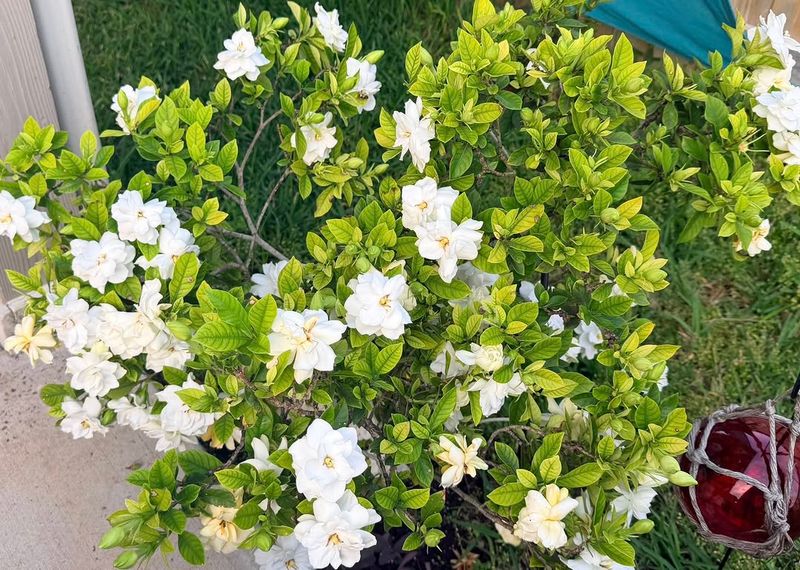 Gardenias Handle Shaping Better Before Bud Formation Starts