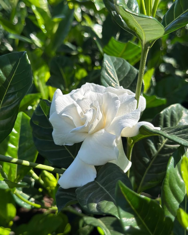 Gardenias Need Consistent Moisture Before Heat Intensifies
