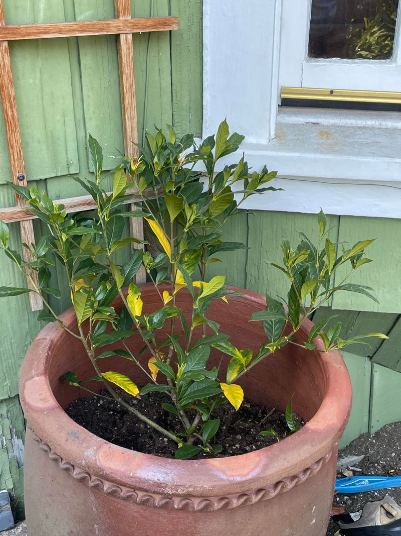 Gardenias Need Consistent Moisture, Not Soggy Soil