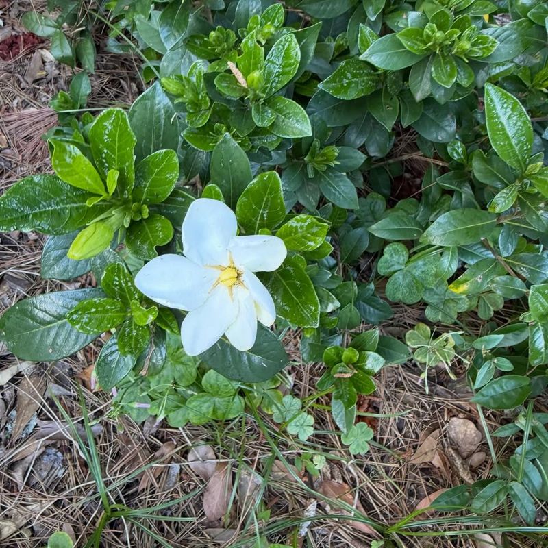Gardenias Need Good Drainage Before Summer Storm Season Begins