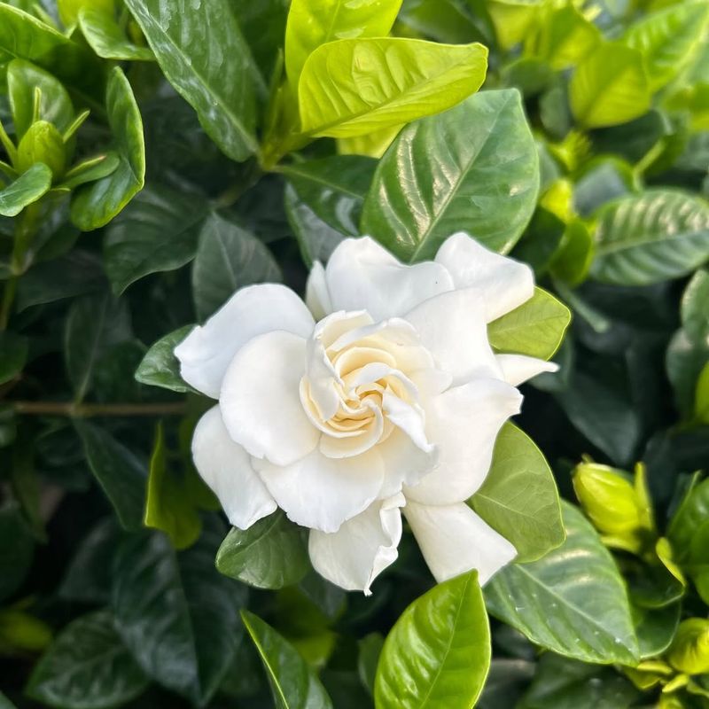 Gardenias Pair Well With Similar Growing Conditions