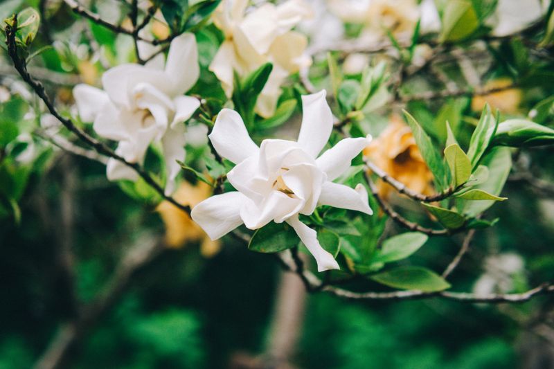 Gardenias Prefer Acidic Soil And Even Moisture Gardenias Prefer Acidic Soil And Even Moisture