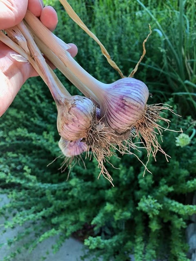 Garlic