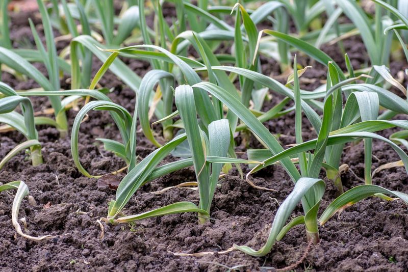 Garlic (Allium sativum)