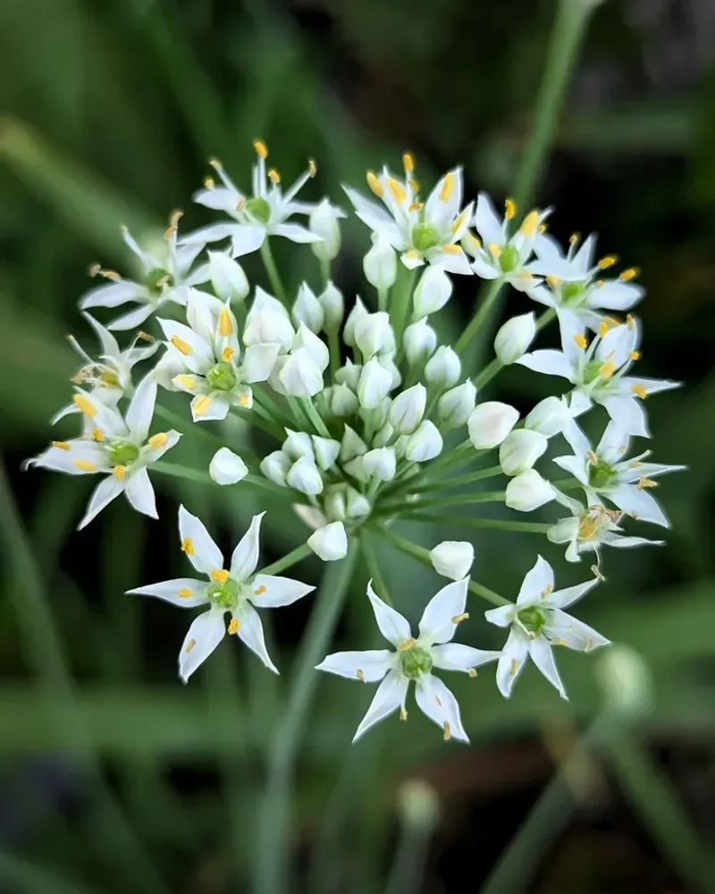 Garlic Chives