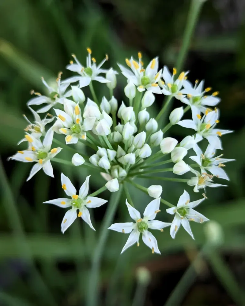 Garlic Chives Grow With A Pungent Garden Scent